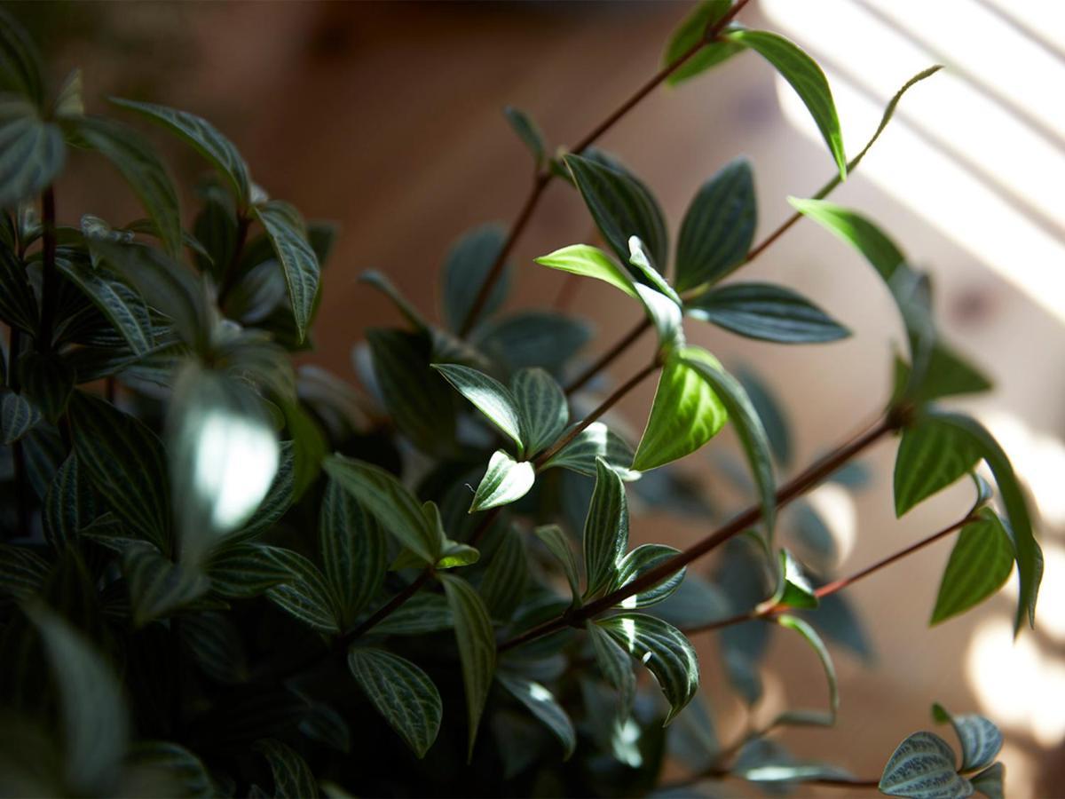 Cafe & Bb Guri Bed & Breakfast Ine Bagian luar foto